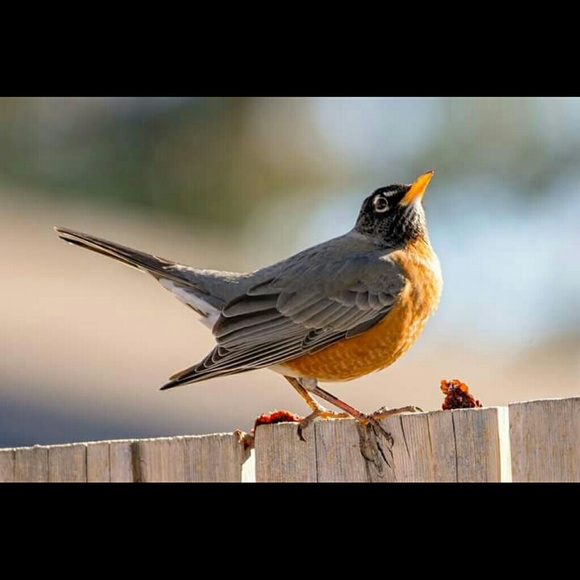 Meet me, the seller. Robin.