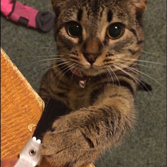 Meet your Posher, Elisa - Picture 1 of 1