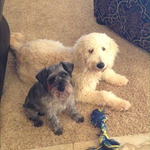 Meet your Posher, Darcie