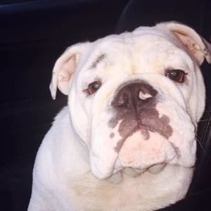 Meet your Posher, Brook