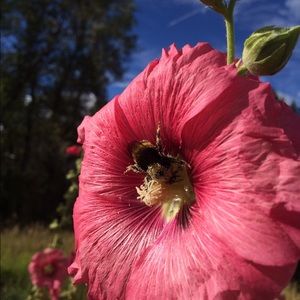 Meet your Posher, Missi