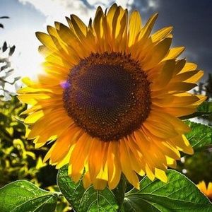 Meet your Posher, Karsen