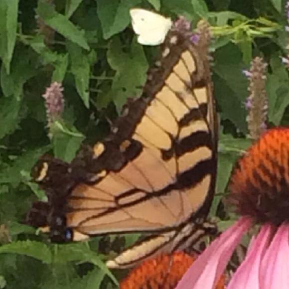 Meet your Posher, Peggy