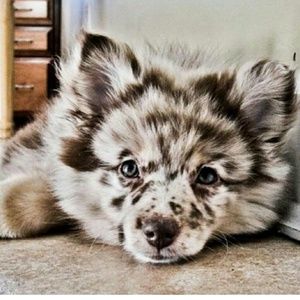 Meet your Posher, Dolores