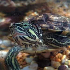 Meet your Posher, Lorraine