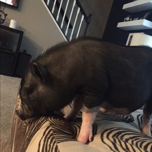 Meet your Posher, Eva