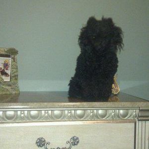 Meet your Posher, Lucy m.