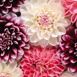 Meet your Posher, Brea