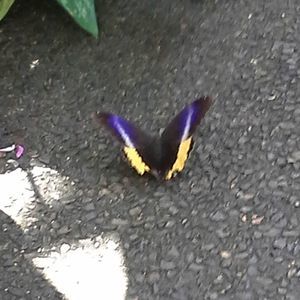 Meet your Posher, Peggy