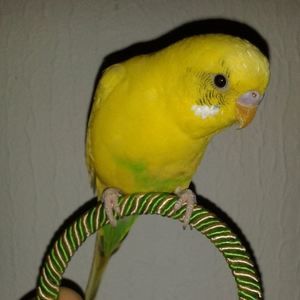 Meet your Posher, Mashiur