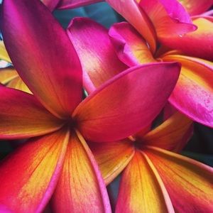 Meet your Posher, Omayra