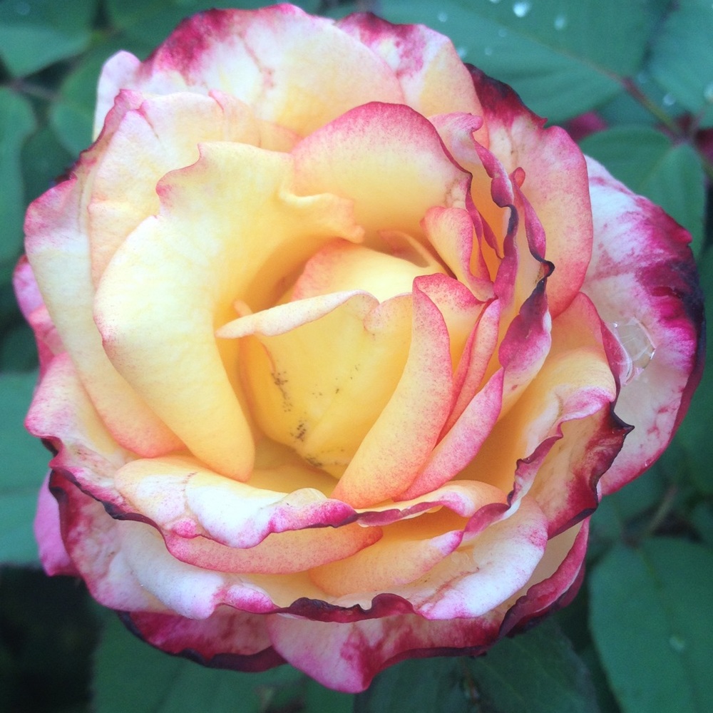 Meet your Posher, Me2