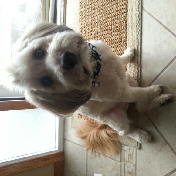 Meet your Posher, Diggie's Mom! - Picture 2 of 4