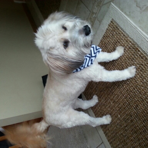 Meet your Posher, Diggie's Mom! - Picture 3 of 4