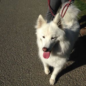 Meet your Posher, Josh