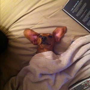 Meet your Posher, Roni