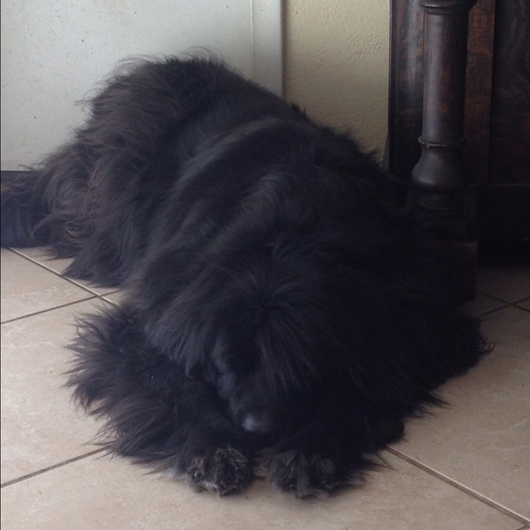 Meet your Posher, Lisa - Picture 4 of 4