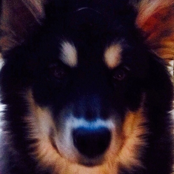 🌟 Meet your Posher 🌟 - Picture 2 of 4