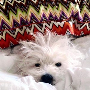 Meet your Posher, Katie