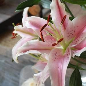 Meet your Posher, Aimee