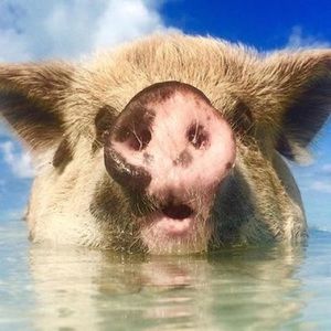 Meet your Posher, Danika