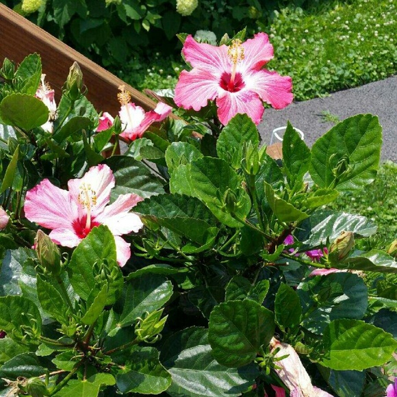 Meet your Posher, Evelyn