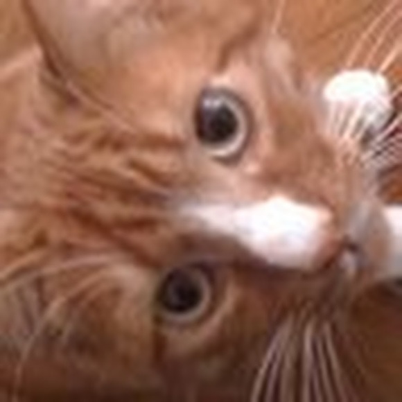 Meet your Posher, Alisa