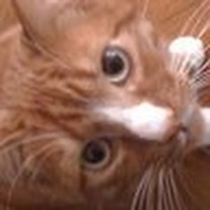 Meet your Posher, Alisa