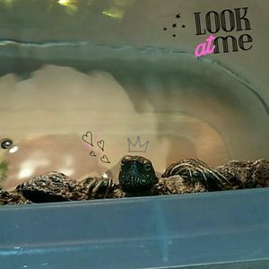 Meet your Posher, Yifan