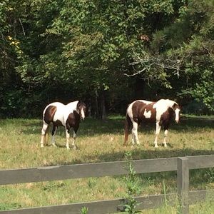 Meet your Posher, Fletcher