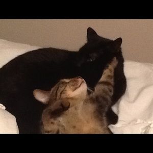 Meet your Posher, Amy