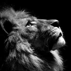 Meet your Posher, Suzette