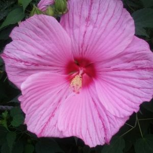 Meet your Posher, Amryel