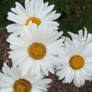 Meet your Posher, Jana