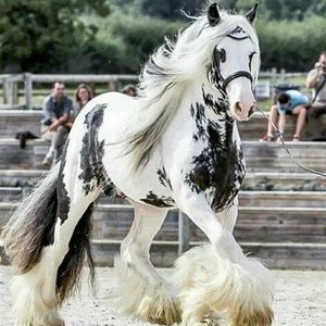 Meet your Posher, Buffy