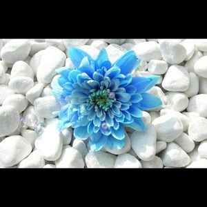 Meet your Posher, Marion