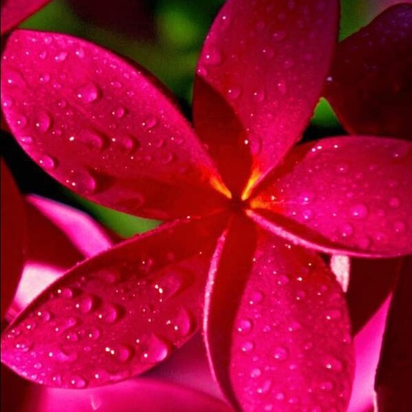 Meet your Posher, Yesenia - Picture 1 of 1