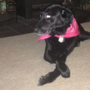 Meet your Posher, Allisin