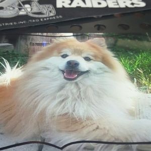 Meet your Posher, Rose