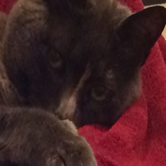 Meet your Posher, Tamara - Picture 1 of 1