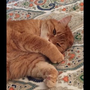 Meet your Posher, Kim