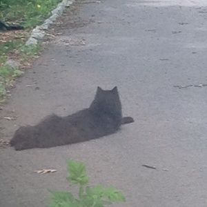 Meet your Posher, Tracy