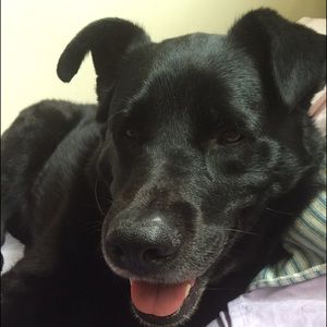 Meet your Posher, Linda joy