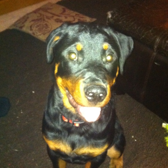 Meet your Posher, Alicia - Picture 1 of 1