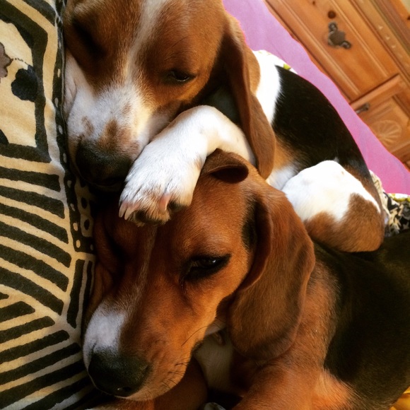 Meet your Posher, Danielle - Picture 4 of 4