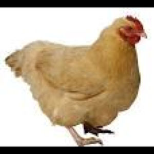 Meet your Posher, Illa