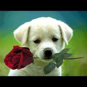 Meet your Posher, Juan