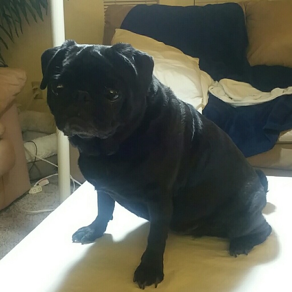 Lola the Pug