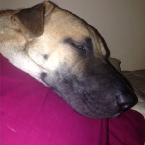 Meet your Posher, Ariel