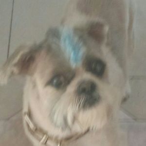 Meet your Posher, Dianna